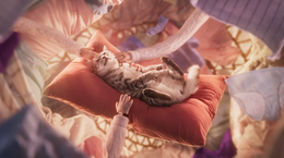 Blinkink Nina Gantz Whiskas still1