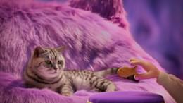 Renee Zhan Whiskas Purr More Still 02